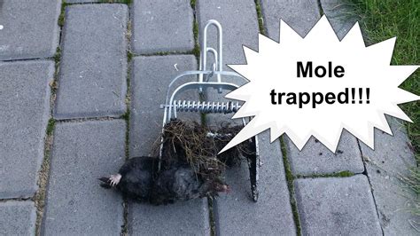 Mole trapping made easy - how to set a mole trap (in a mole mound) - YouTube