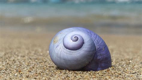 Why rare violet sea snails are washing up on beaches in Cornwall and the Isles of Scilly | ITV ...