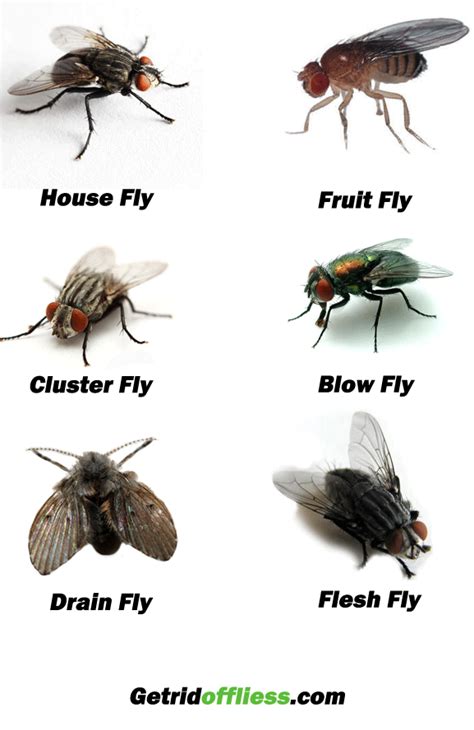 How To Get Rid Of House Flies Infestation - All You Need Infos