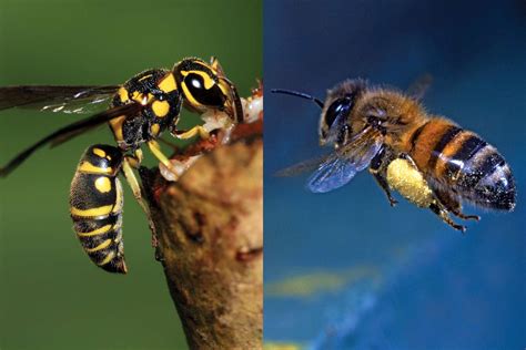 What’s the Difference Between a Bee and a Wasp? | Britannica