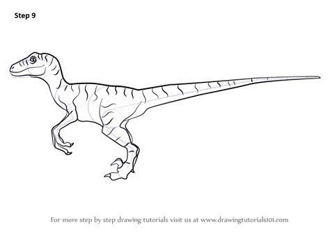 How to Draw a Velociraptor Dinosaur (Dinosaurs) Step by Step ...