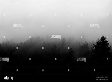 Fog and Forest in black and white Stock Photo - Alamy