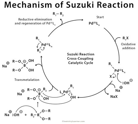 Scorch tlustý žák suzuki miyaura coupling mechanism příležitost Krutý negativní