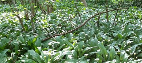 Wild Garlic season - The Alford Arms