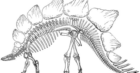 Colorado Earth Science: Stegosaurus: Colorado’s State Fossil