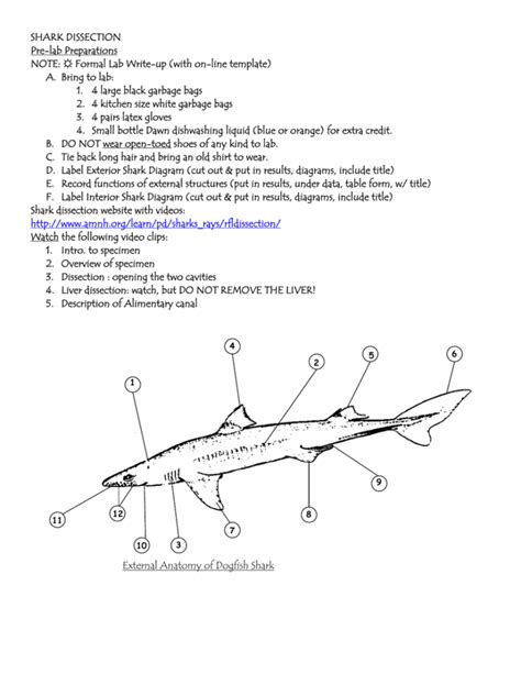 shark anatomy worksheet answers | Anatomy Worksheets