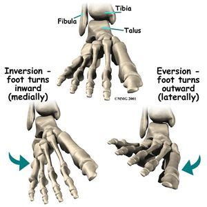 Ankle Joint - Physiopedia