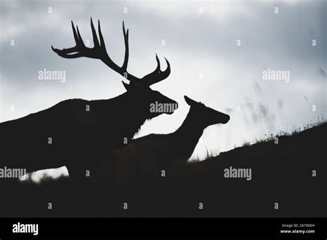 Silhouette of elk bull and elk cow (cervus canadensis) in the matting season, Yukon Territory ...