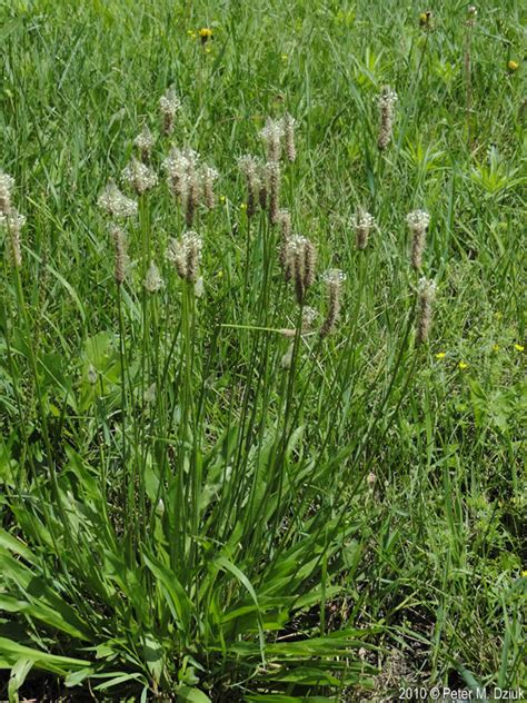 Plantago lanceolata (English Plantain): Minnesota Wildflowers