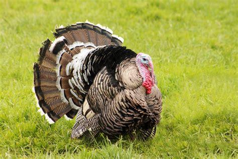 Find a New Feathered Friend: 10 Turkey Breeds to Know and Love ...