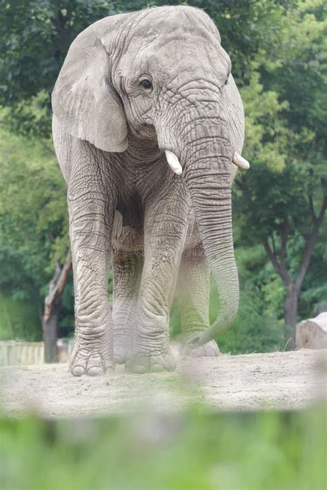 African Elephant Vulnerable Species of Animals Standing among Dry Dusty Land Stock Image - Image ...