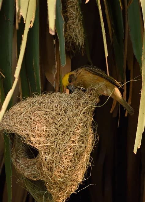 Baya Weaver Bird on Tree for Nest Making Stock Photo - Image of field, fieldnbird: 177934090