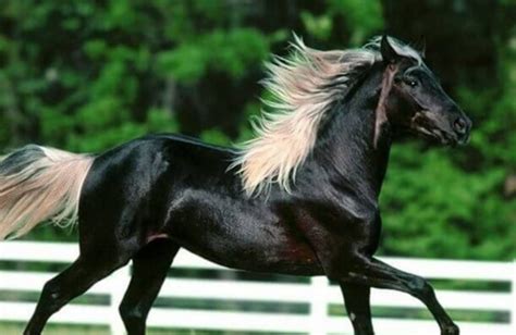 Top 200 Native American Horse Names with Meanings - PetPress