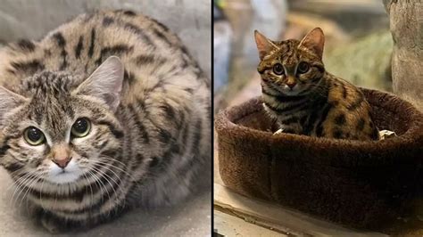 World’s deadliest cat is now settling into new home - Animals - LADbible