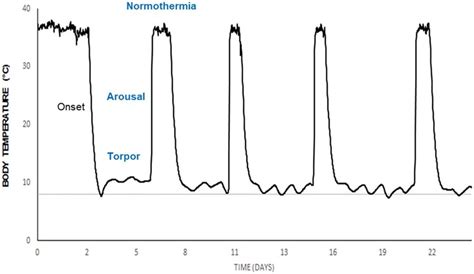 Typical hibernation pattern of a male European hamster. The graph shows ...