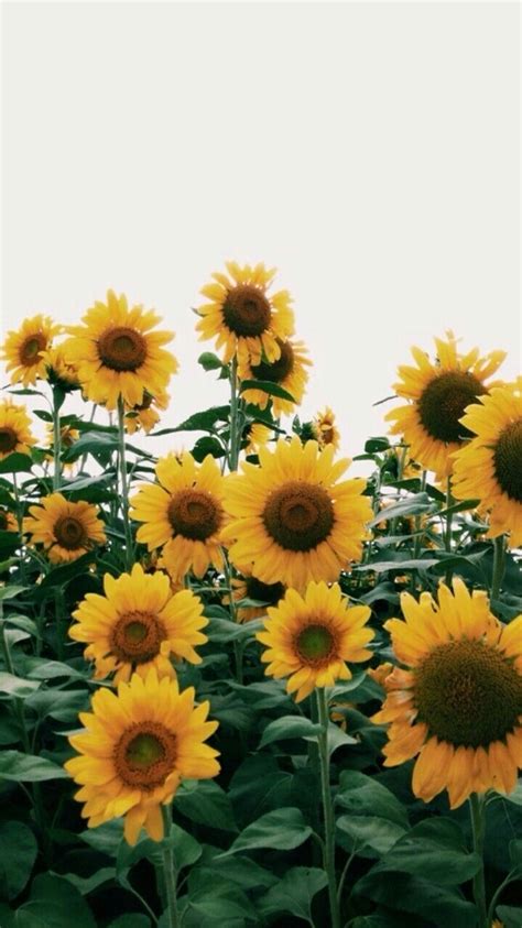 The 25+ best Sunflower wallpaper ideas on Pinterest | Sunflower fields, Sunset wallpaper and ...