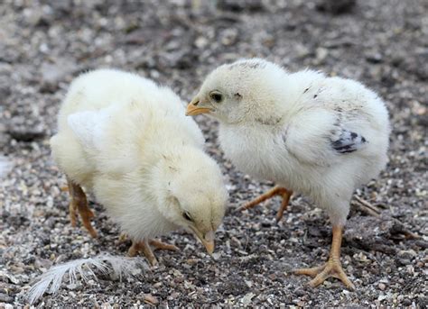 Feeding Baby Chicks: Complete How-To Guide - Know Your Chickens