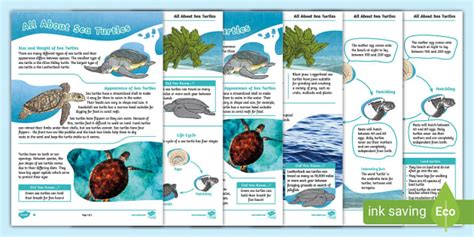 Sea Turtles Differentiated Fact Files - Sea Turtles Facts
