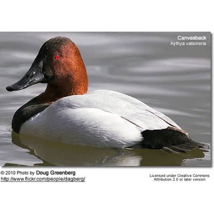 Canvasbacks (Aythya valisineria) Information | Earth Life