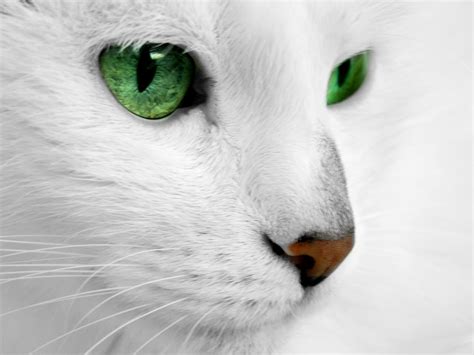 White cat with green eyes by ReconReno on DeviantArt