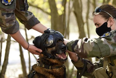 French special forces dog honored with gallantry medal by UK charity ...