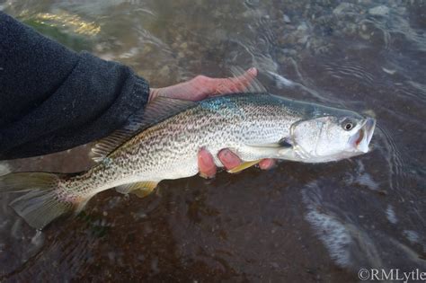 Connecticut Fly Angler: Weakfish