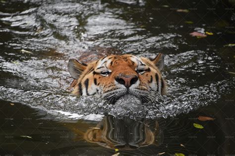 Siberian Amur Tiger Swimming In Water - Stock Photos | Motion Array