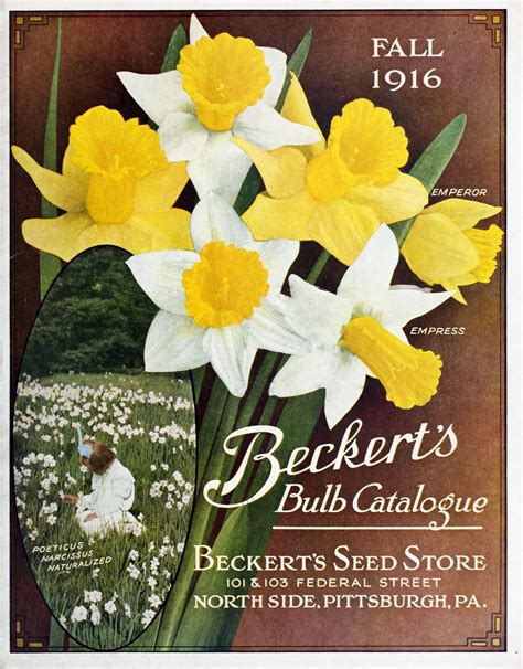 Daffodils Vintage Seed Catalogue Free Stock Photo - Public Domain Pictures