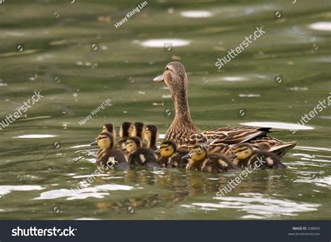 Mallard With Ducklings Stock Photo 338899 : Shutterstock