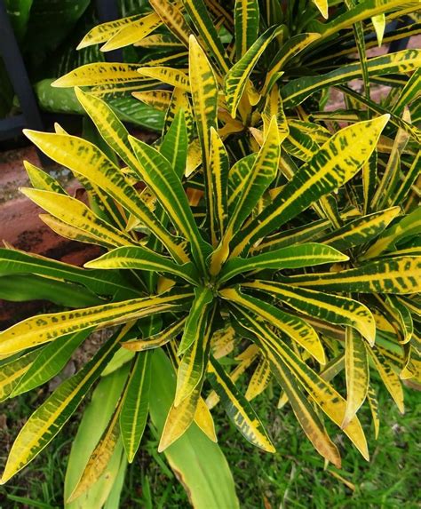 Codiaeum variegatum Lyratum Ground color deep green. Midrib and some of the veins outlined rich ...