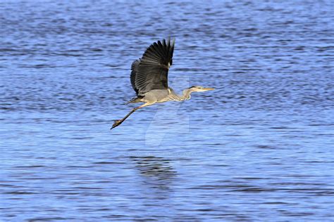 Heron flying by PhotographingBirds on DeviantArt