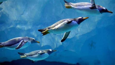 Detroit Zoo opens world's largest penguin habitat | Fox News