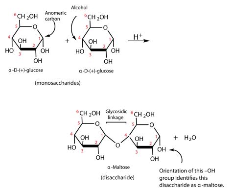 Structure Of Monosaccharides Disaccharides And Polysaccharides