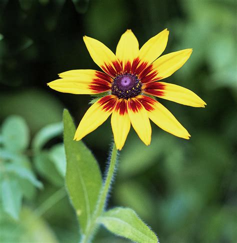 Late Summer Yellow African Daisy Photograph by Kathy Hawken | Fine Art ...