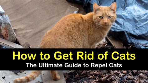 How To Get Rid Of An Unwanted Stray Cat - Cat Lovster