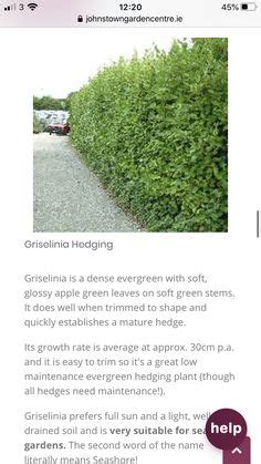 77 Evergreen hedging ideas in 2024 | privacy landscaping, landscape ...