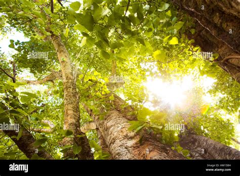 Green forest with sunlight Stock Photo - Alamy