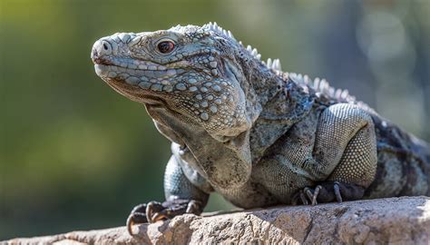 Marine Iguana Habitat