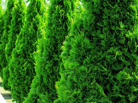 Arborvitae Growing Guide: Everything You Need To Know | Gardening Know How