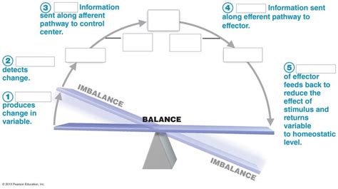 Homeostasis Diagram Diagram Quizlet | lupon.gov.ph