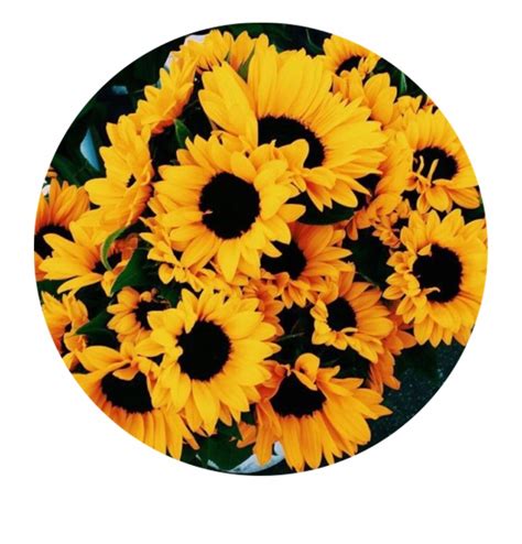 Sunflowers Png Transparent Tumblr Yellow Aesthetic - Clip Art Library
