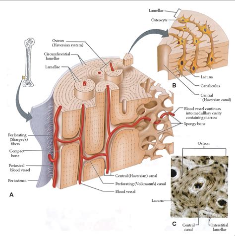 Lacuna Anatomy - Anatomy Reading Source