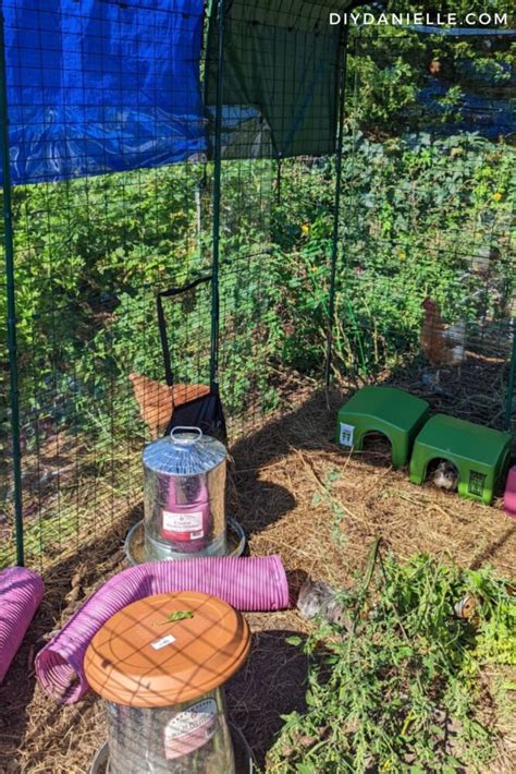 Review of the Omlet Outdoor Guinea Pig Enclosure - DIY Danielle®