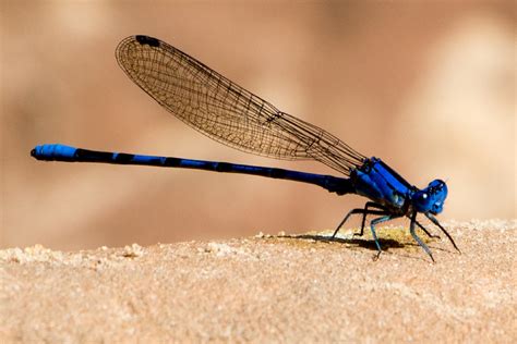 Damselfly Macro Free Stock Photo - Public Domain Pictures