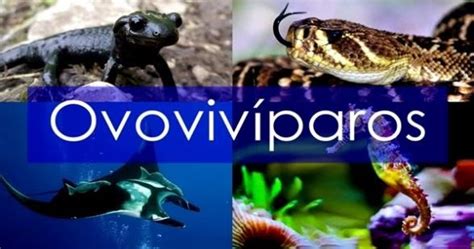 Animales Ovovivíparos