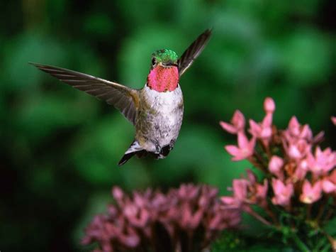 Free Hummingbird Wallpaper and Screensaver - WallpaperSafari