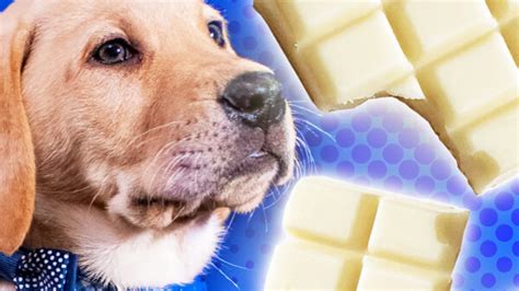 Can Dogs Eat White Chocolate?