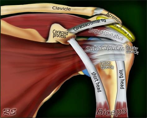 Shoulder Anatomy and Variants on MRI (2022)