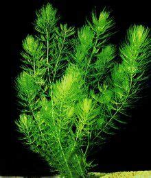 Hornwort - How to Care for a Hornwort Plant - Aquarium Tidings ...