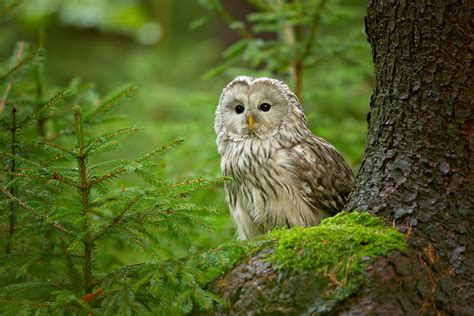 Romania - The Wildlife of Transylvania - Naturetrek